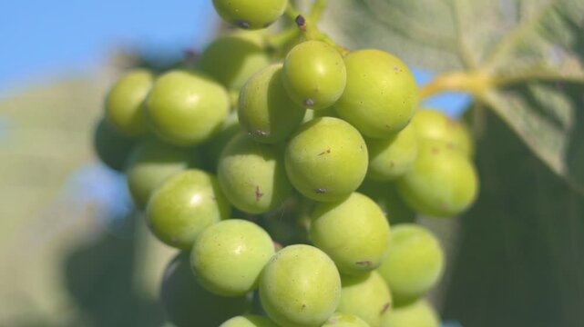 racimo de uvas