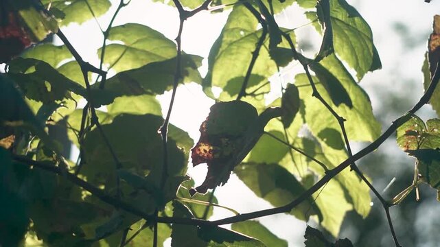 Haz de luz ingresa entre hojas