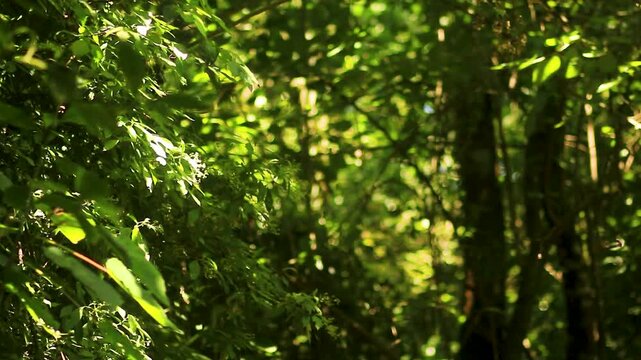 textura de bosque y luz