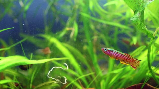 Aphyosemion striatum dominant male, adult ornamental African killifish in planted biotope style aquascape, blackwater ecosystem, brown tannin rich acidic water, Echinodorus tenellus aquatic plant