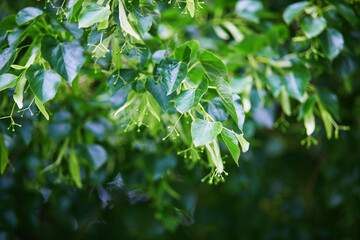 Obraz premium Close-up of fresh green linden tree branches with young leaves and flower buds in soft natural light. Lush spring foliage background with delicate textures