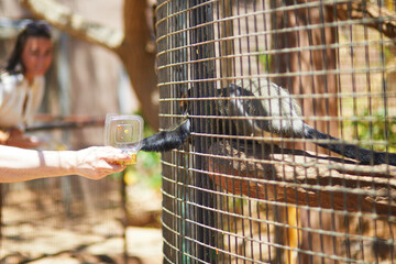Fototapeta premium Visitor feeding a ring tailed lemur through the enclosure mesh at Monkey Park in Tenerife, Canary Islands, Spain.