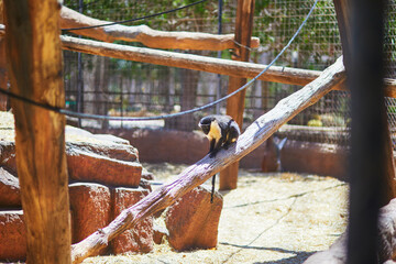 Fototapeta premium Black and white colobus monkey climbing along a wooden branch inside an enclosure at Monkey Park in Tenerife, Canary Islands, Spain. Exotic primate scene with zoo habitat details.