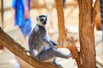 Fototapeta premium Ring tailed lemur walking on sandy ground at Monkey Park in Tenerife, Canary Islands, Spain. Exotic primate portrait with raised striped tail, bright eyes, and warm natural light in a zoo setting