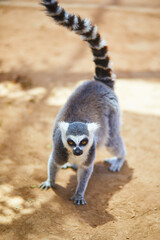 Fototapeta premium Ring tailed lemur walking on sandy ground at Monkey Park in Tenerife, Canary Islands, Spain. Exotic primate portrait with raised striped tail, bright eyes, and warm natural light in a zoo setting