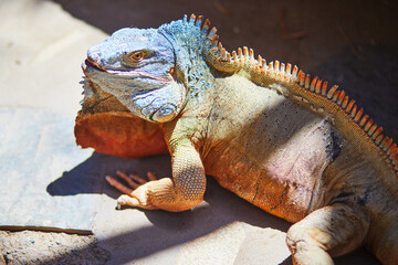 Close up of a large iguana resting on the ground in bright sunlight in Tenerife, Canary Islands, Spain. Detailed exotic reptile portrait with textured scales and vivid natural colors © Ekaterina Pokrovsky