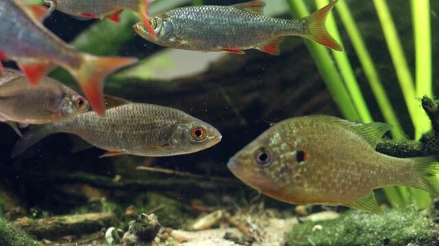 common roach yawn, rudd fish, pumpkinseed in ambush, sand and leaf litter substrate, algae grow on driftwood, Nuphar lutea planted aquascape, professional care, nature harmony in Chorhun river biotope
