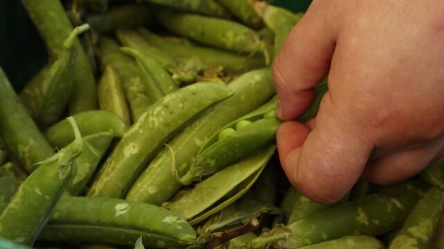 Arvejas en verduler&iacute;a