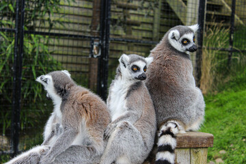 Fototapeta premium A group of lemurs sits in a huddle