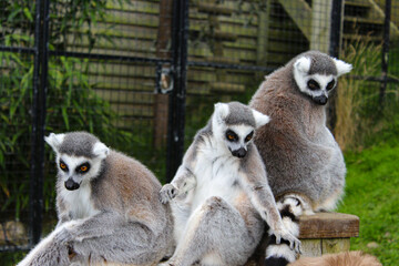 Fototapeta premium A group of three lemurs sits in a huddle