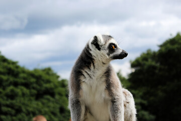 Fototapeta premium A ring tailed lemur looking to the right