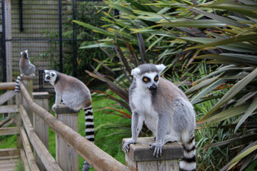 Fototapeta premium Three ring-tailed lemurs sitting on posts