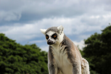 Fototapeta premium A ring tailed lemur looking ahead