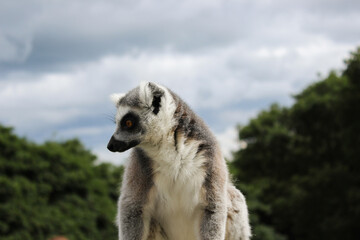 Fototapeta premium A ring tailed lemur against cloudy sky