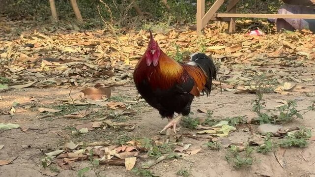 Closeup of Red Junglefowl Rooster