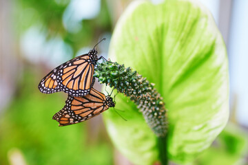 Pair of monarch butterflies resting on a green anthurium flower in a butterfly park in Icod de los Vinos, Tenerife, Canary Islands, Spain © Ekaterina Pokrovsky