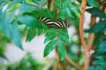 Fototapeta premium Zebra longwing butterfly feeding on a colorful lantana flower in a butterfly park in Icod de los Vinos, Tenerife, Canary Islands, Spain.