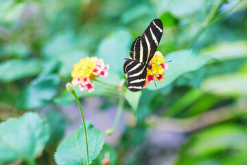 Fototapeta premium Zebra longwing butterfly feeding on a colorful lantana flower in a butterfly park in Icod de los Vinos, Tenerife, Canary Islands, Spain.