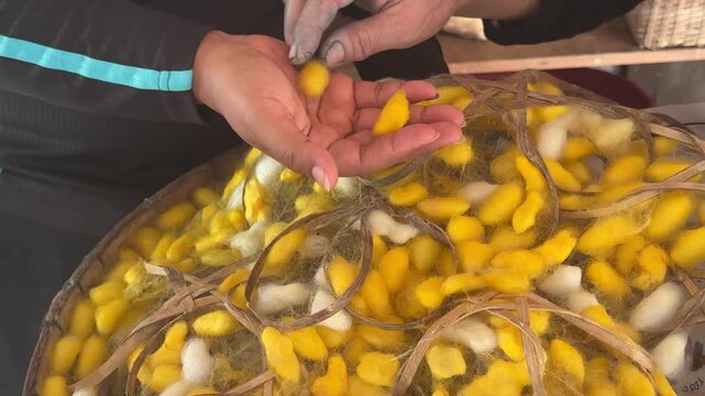 Closeup of Live Silk Worns in Laos