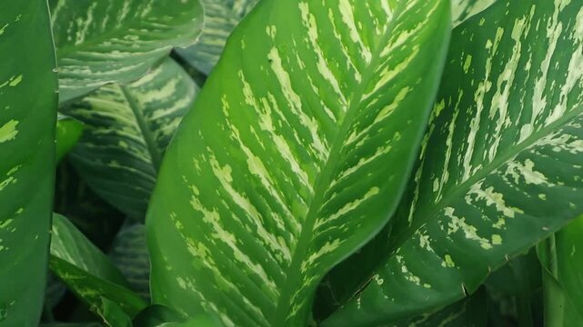 Close-up view of vibrant tropical leaves with striking green and yellow variegation patterns