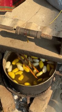 Boiling Silk Worm Cocoons to Make Silk