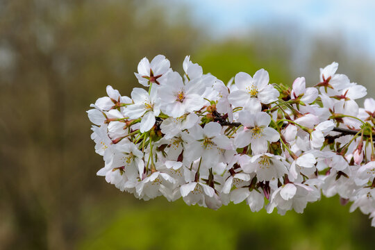 Yoshino Cherry Blossom