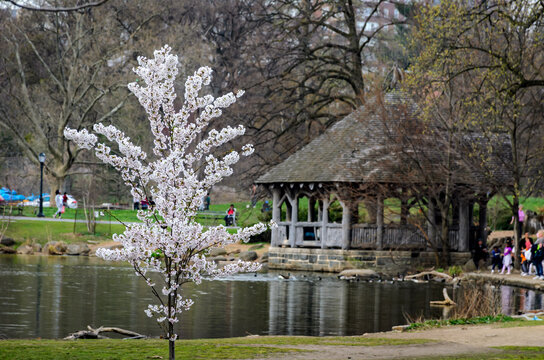 First Cherry Blossom in Prospect Park