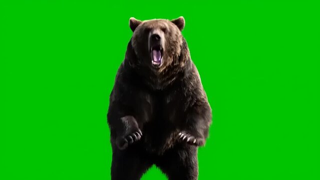 Powerful Grizzly Bear Roaring Fiercely While Standing on Its Hind Legs, Isolated Against a Chroma Key Green Screen, Ideal Stock Footage for Wildlife Projects and Video Compositing