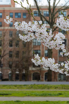 First Cherry Blossom in Prospect Park