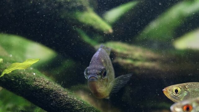 pumpkinseed predator hunt in ambush, common roach, rudd fish, organic sediment polluted water, sand substrate, algae on driftwood, planted aquascape, professional care, Chorhun river biotope macro