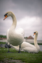 Obraz premium Close-Up White Swan Standing on Lakeshore 
