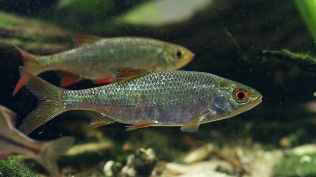 common roach, rudd swim in shoal, fish pet macro, organic sediment pollution, sand substrate, algae on driftwood, populated planted aquascape, professional care, Chorhun river biotope, popular hobby