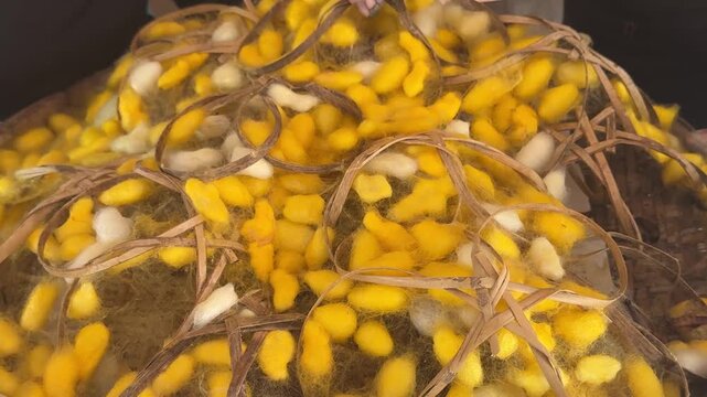 Closeup of Live Silk Worns in Laos