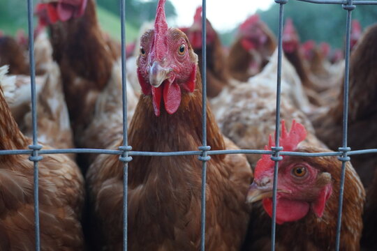 Close-up of brown hens standing behind a wire fence in a farm enclosure, highlighting poultry farming, livestock, and agricultural production.
