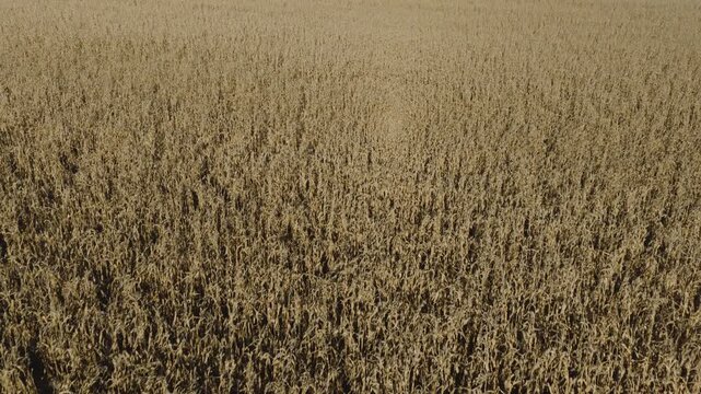 An Aerial flyover farmland and fall corn fields near Tower Hill, IL