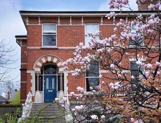 brick semi-detached houses in an older suburban residential neighborhood with magnolia tree blooming in spring