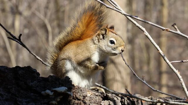 Close up handheld video of an American Red Squirrel (Tamiasciurus hudsonicus) sunning on a tree limb in a Wisconsin forest during early spring. Blurred woods background, no leaves. 