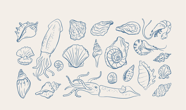 Seashell Set Line Art