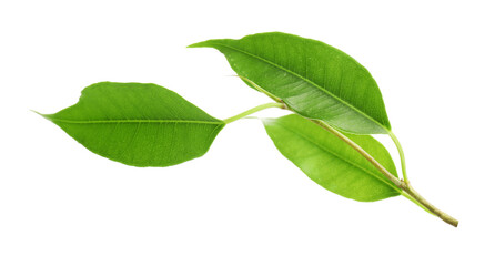 Fototapeta premium Branch with fresh green citrus leaves isolated on white