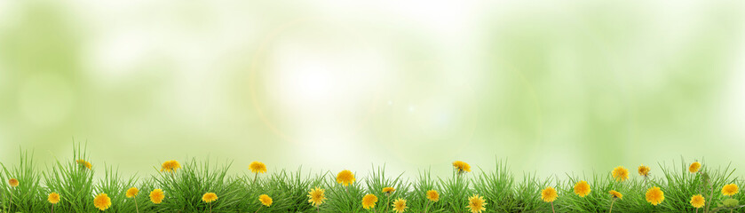 Naklejka premium Yellow dandelions growing in lush grass against blurred green background, banner design. Spring season
