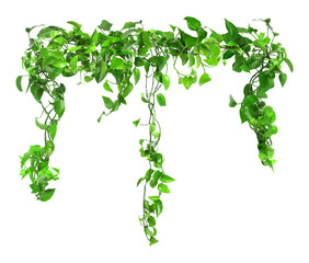 Obraz premium Bright green golden pothos on white background. Climbing house plant