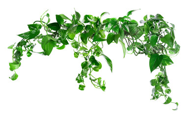 Fototapeta premium Vibrant green golden pothos on white background. Climbing house plant
