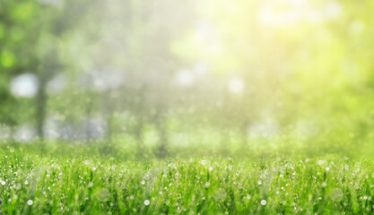 Naklejka premium Vibrant green grass with dew drops outdoors on sunny morning