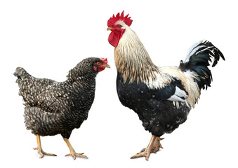 Fototapeta premium Rooster and hen on white background. Domesticated bird