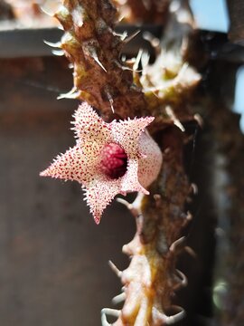Flor de suculenta