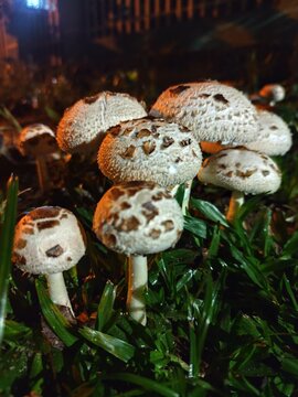 Cogumelos