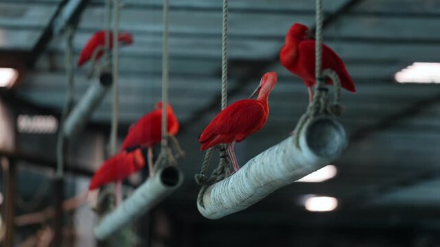 Scarlet Ibis (Eudocimus ruber) perched on structures in a zoo aviary
