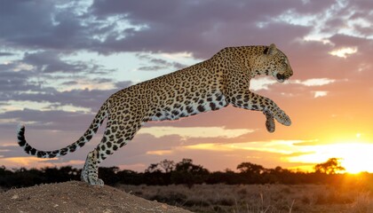 Obraz premium Leopard jumping in savannah at sunset.