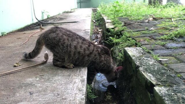 A domestic cat with a spotted coat bending down to drink water from a narrow concrete drainage ditch outdoors, with green vegetation and a wall in the background.