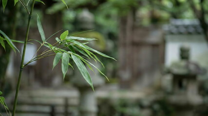 Obraz premium Vibrant green bamboo leaves in a serene Japanese garden, embodying nature's tranquility and growth. Soft focus background.